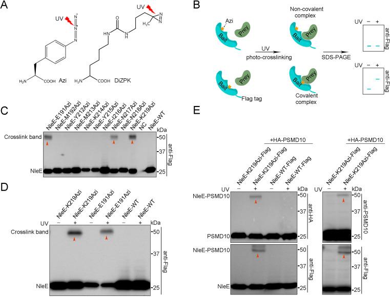 https://cdn.ncbi.nlm.nih.gov/pmc/blobs/3aa1/8324295/530f17499bde/elife-69047-fig2.jpg