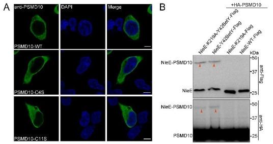 https://cdn.ncbi.nlm.nih.gov/pmc/blobs/3aa1/8324295/efbb1aeec946/elife-69047-resp-fig2.jpg