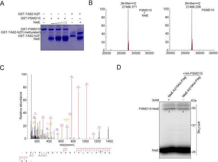 https://cdn.ncbi.nlm.nih.gov/pmc/blobs/3aa1/8324295/f22ddca88536/elife-69047-fig4-figsupp1.jpg
