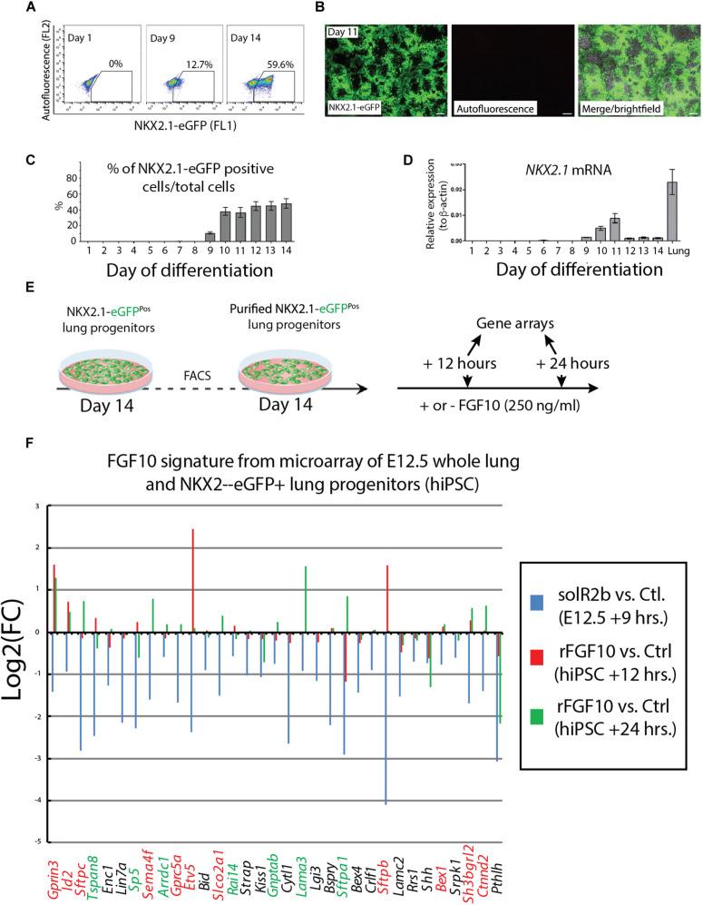 https://cdn.ncbi.nlm.nih.gov/pmc/blobs/3aa6/7642470/7db7525a6a0c/fcell-08-576604-g004.jpg