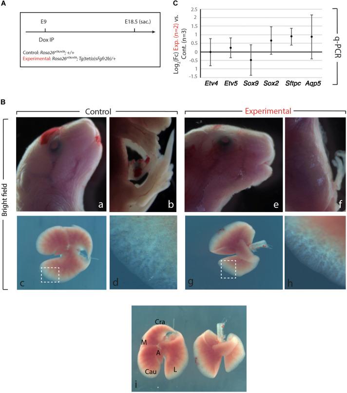 https://cdn.ncbi.nlm.nih.gov/pmc/blobs/3aa6/7642470/eb05c22a7416/fcell-08-576604-g001.jpg