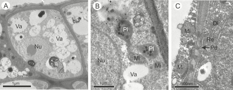https://cdn.ncbi.nlm.nih.gov/pmc/blobs/3aa8/6215388/87fb27412e20/ply06205.jpg