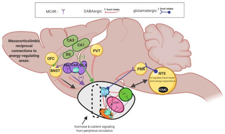 https://cdn.ncbi.nlm.nih.gov/pmc/blobs/3aaa/8909319/261ac979a4d5/cells-11-00879-g003.jpg
