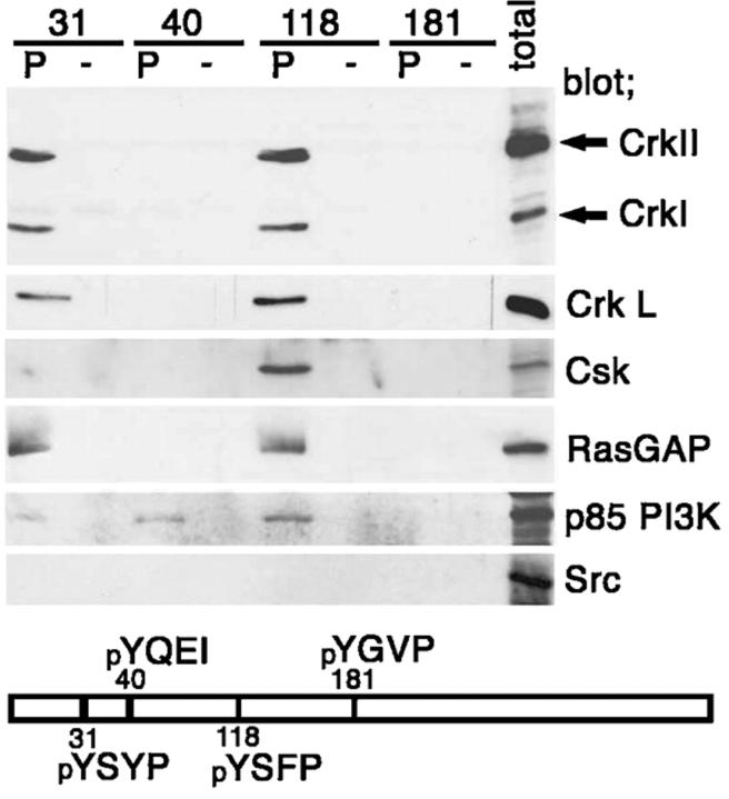 https://cdn.ncbi.nlm.nih.gov/pmc/blobs/3aac/2173105/3bf4b8081b90/200202117f2.jpg