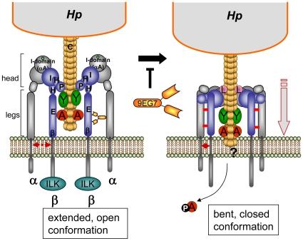 https://cdn.ncbi.nlm.nih.gov/pmc/blobs/3ab0/2779590/03e55be7d0ec/ppat.1000684.g007.jpg