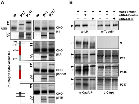 https://cdn.ncbi.nlm.nih.gov/pmc/blobs/3ab0/2779590/8802ebee1fbd/ppat.1000684.g004.jpg