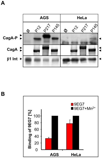 https://cdn.ncbi.nlm.nih.gov/pmc/blobs/3ab0/2779590/aeef1281a74e/ppat.1000684.g006.jpg
