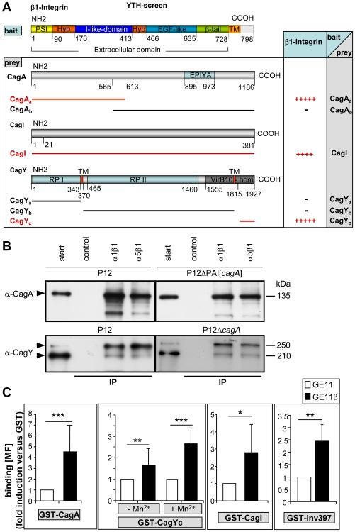 https://cdn.ncbi.nlm.nih.gov/pmc/blobs/3ab0/2779590/cc08cee5f295/ppat.1000684.g002.jpg