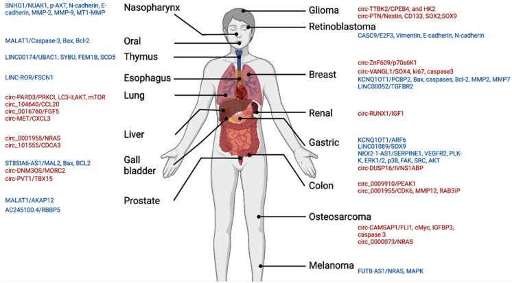 https://cdn.ncbi.nlm.nih.gov/pmc/blobs/3ab0/9454675/c80fb99cf258/cancers-14-04128-g009.jpg