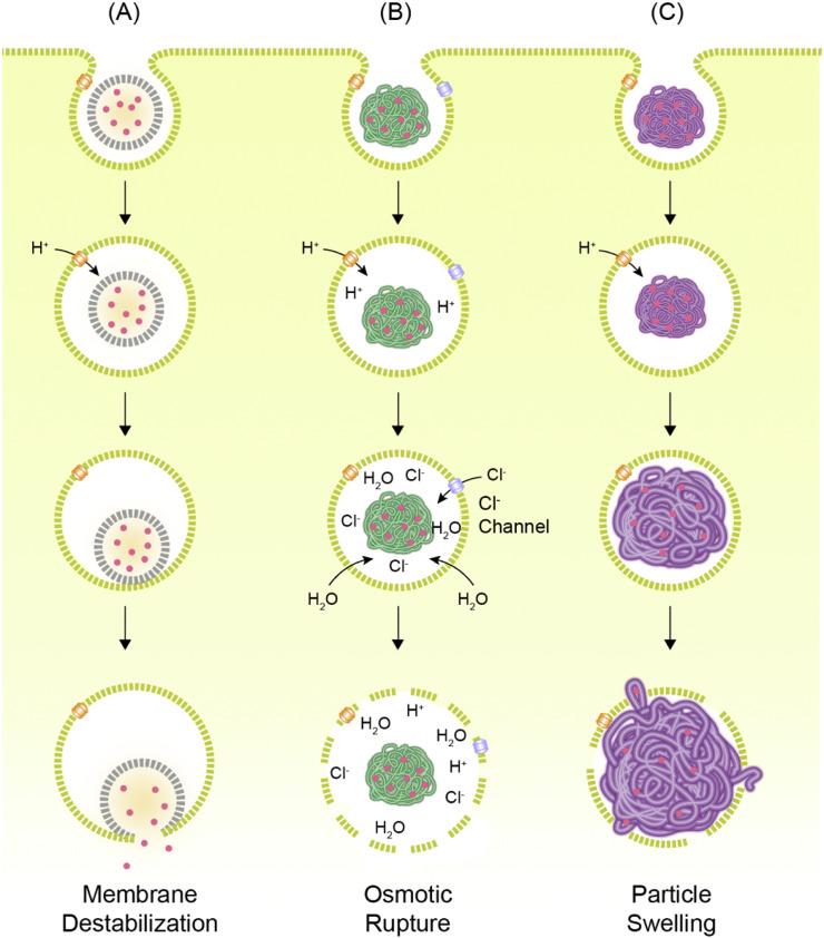 https://cdn.ncbi.nlm.nih.gov/pmc/blobs/3ab1/7837307/8cfc7a23e5e0/gr4_lrg.jpg