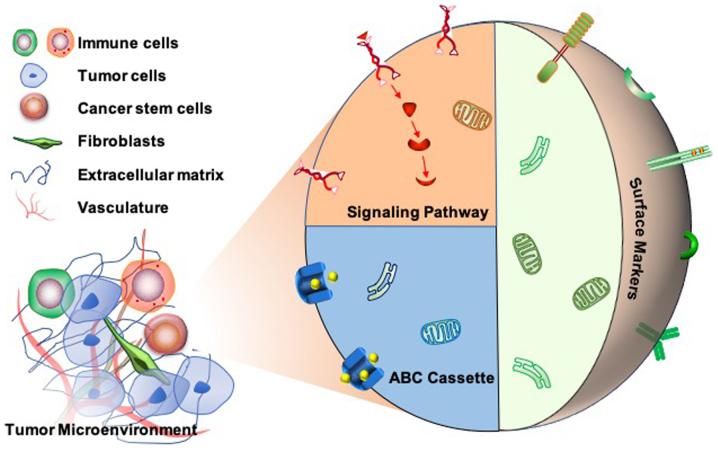 https://cdn.ncbi.nlm.nih.gov/pmc/blobs/3ab8/7307587/221c6ba1909d/IJO-57-02-0397-g02.jpg