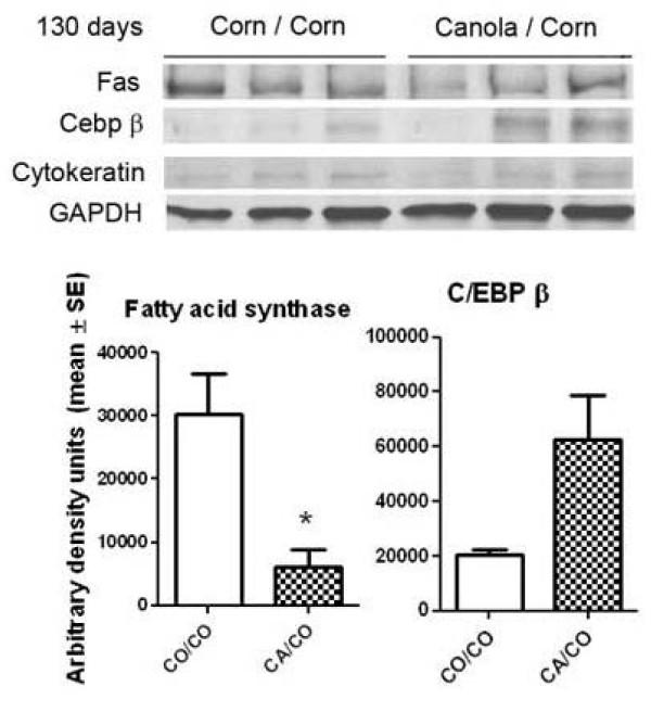 https://cdn.ncbi.nlm.nih.gov/pmc/blobs/3aba/2846884/37be4e497f07/1471-2407-10-81-5.jpg