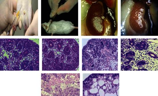 https://cdn.ncbi.nlm.nih.gov/pmc/blobs/3abb/9098347/1cb5ca2a8f95/OMCL2022-5994033.017.jpg