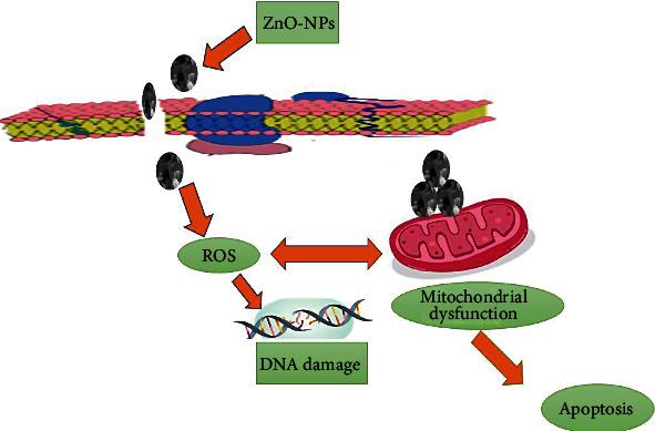 https://cdn.ncbi.nlm.nih.gov/pmc/blobs/3abb/9098347/4cf34d88c15b/OMCL2022-5994033.008.jpg