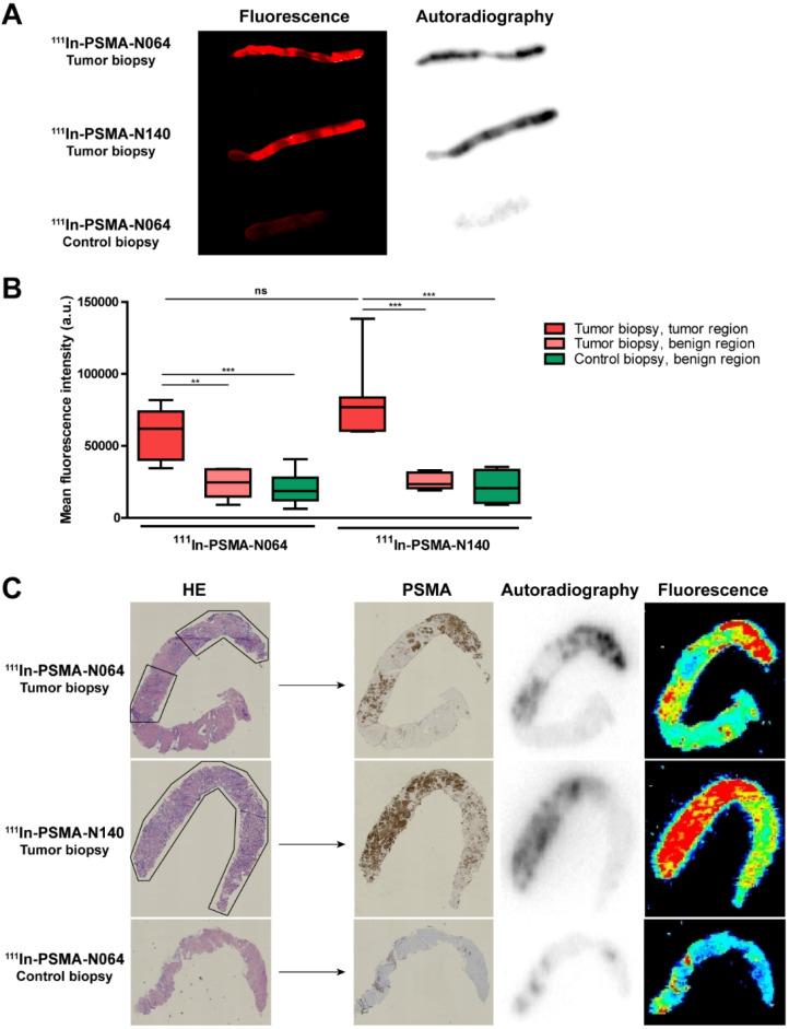 https://cdn.ncbi.nlm.nih.gov/pmc/blobs/3abe/7778589/1499526240fe/thnov11p1527g006.jpg