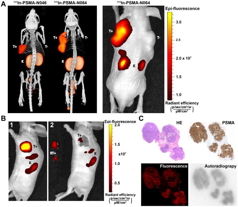 https://cdn.ncbi.nlm.nih.gov/pmc/blobs/3abe/7778589/57359c4d732a/thnov11p1527g005.jpg