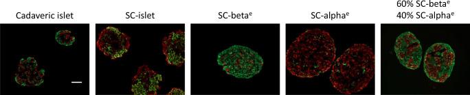 https://cdn.ncbi.nlm.nih.gov/pmc/blobs/3abe/8012315/bf9efb33d76e/125_2020_5367_Fig2_HTML.jpg
