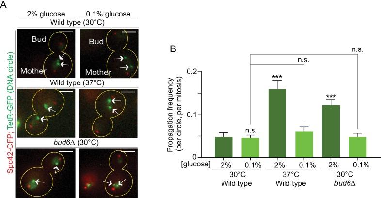 https://cdn.ncbi.nlm.nih.gov/pmc/blobs/3abf/5771669/add68265e3a0/elife-28329-fig6.jpg