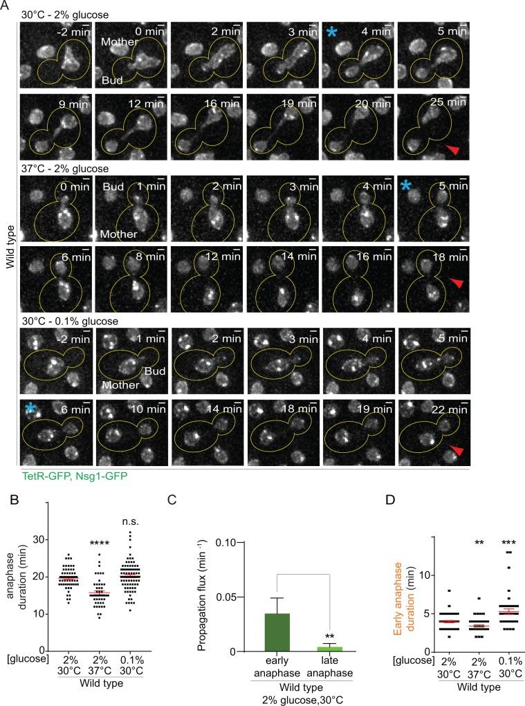 https://cdn.ncbi.nlm.nih.gov/pmc/blobs/3abf/5771669/bda62255e53e/elife-28329-fig2.jpg