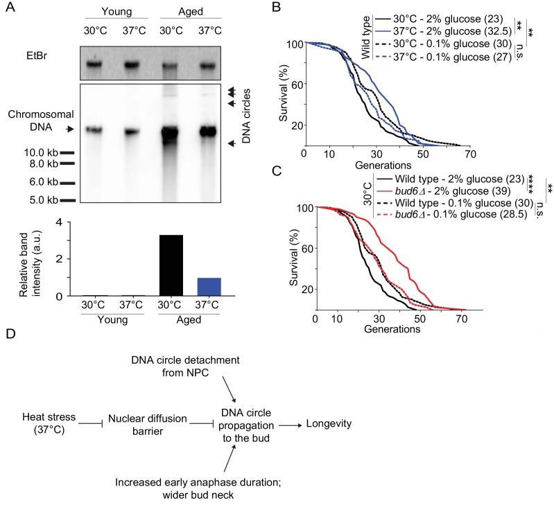 https://cdn.ncbi.nlm.nih.gov/pmc/blobs/3abf/5771669/df4e8d3350fd/elife-28329-fig7.jpg