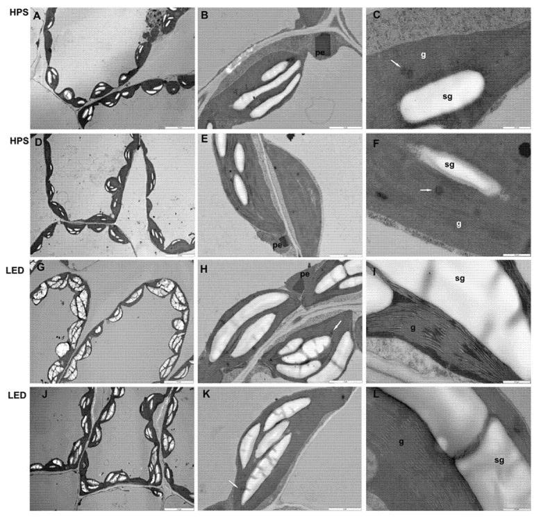 https://cdn.ncbi.nlm.nih.gov/pmc/blobs/3ac2/8541379/1a8926d3fdfa/plants-10-01975-g005.jpg