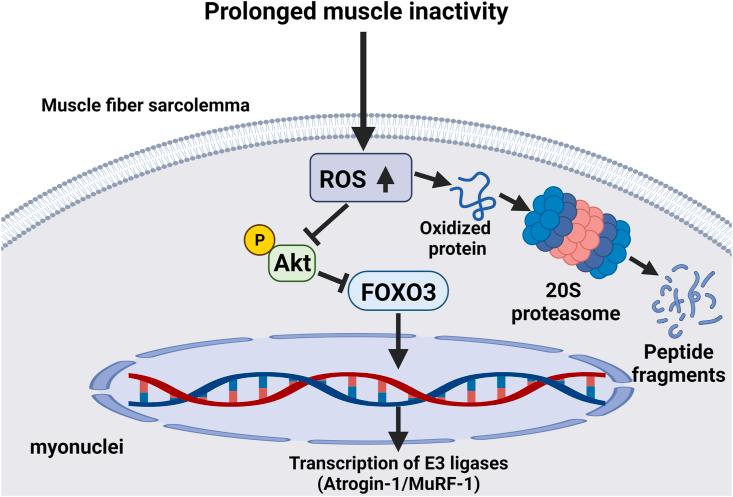 https://cdn.ncbi.nlm.nih.gov/pmc/blobs/3ac3/9233275/0985f48fc852/gr3.jpg