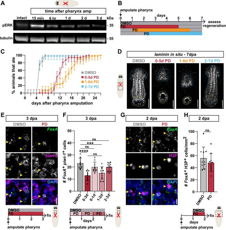 https://cdn.ncbi.nlm.nih.gov/pmc/blobs/3ac4/8219383/0b9c76649ad9/elife-68830-fig5.jpg
