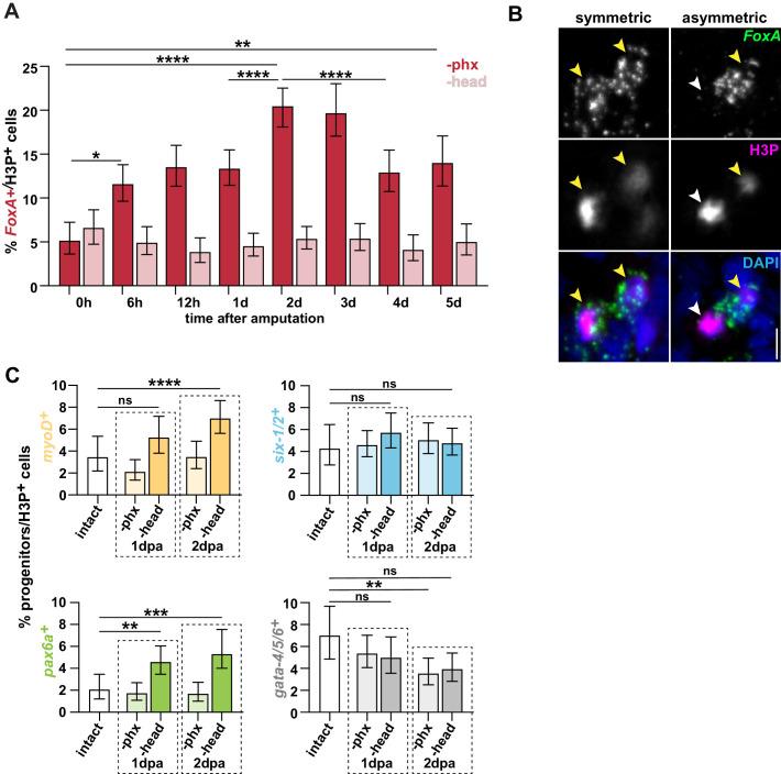 https://cdn.ncbi.nlm.nih.gov/pmc/blobs/3ac4/8219383/5a4ff7f2c687/elife-68830-fig3-figsupp1.jpg