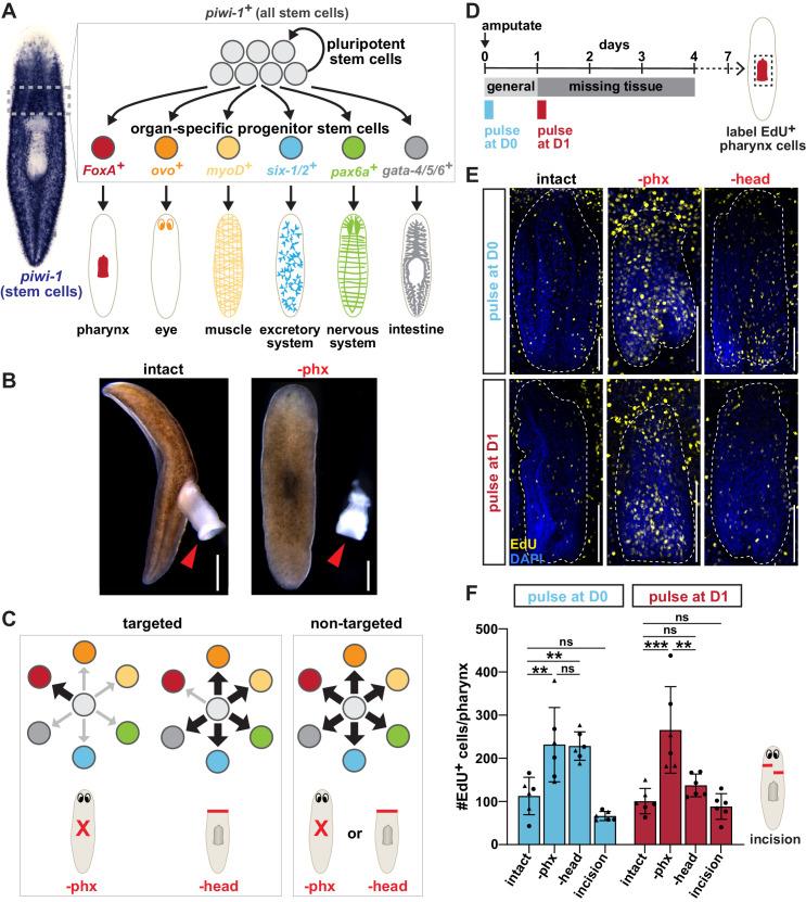 https://cdn.ncbi.nlm.nih.gov/pmc/blobs/3ac4/8219383/d2f32db28ad0/elife-68830-fig1.jpg