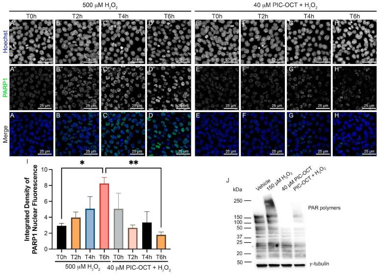 https://cdn.ncbi.nlm.nih.gov/pmc/blobs/3ac8/10886367/abbdb8705cbf/antioxidants-13-00201-g006.jpg