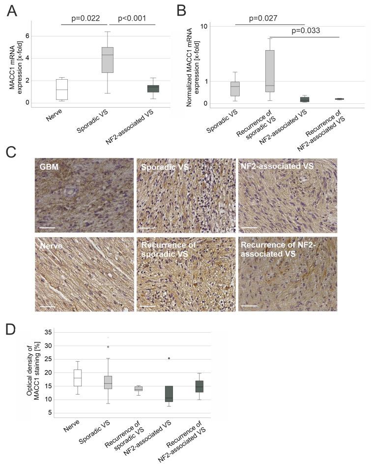 https://cdn.ncbi.nlm.nih.gov/pmc/blobs/3aca/10452285/1c5e4d4baea2/cancers-15-04089-g001.jpg
