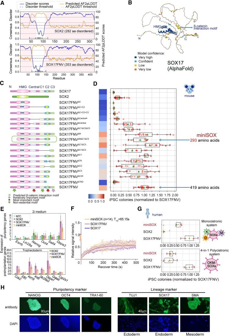 https://cdn.ncbi.nlm.nih.gov/pmc/blobs/3aca/10516664/f595df79f3ce/gkad597fig6.jpg