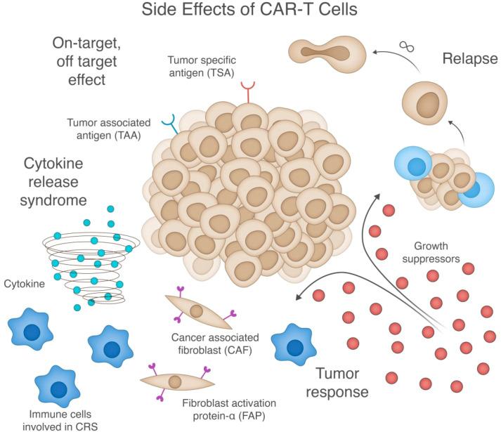 https://cdn.ncbi.nlm.nih.gov/pmc/blobs/3ace/12354594/939fc0b02c52/fimmu-16-1581210-g004.jpg