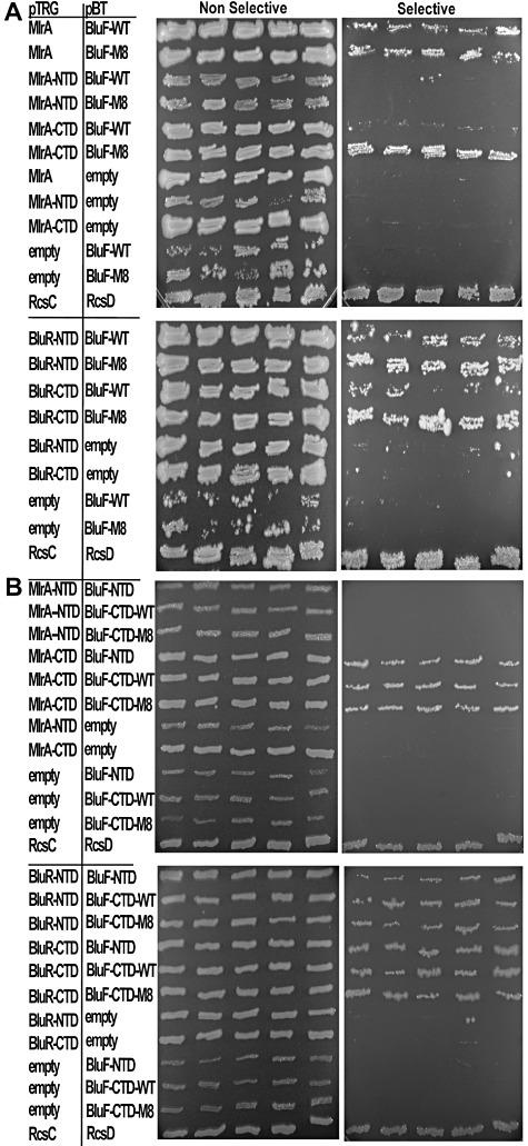 https://cdn.ncbi.nlm.nih.gov/pmc/blobs/3ad0/3509220/26a4cef35aaf/mmi0085-0893-f4.jpg