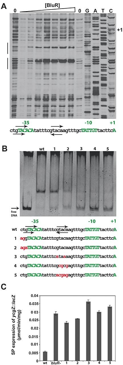 https://cdn.ncbi.nlm.nih.gov/pmc/blobs/3ad0/3509220/824abfd3b994/mmi0085-0893-f5.jpg