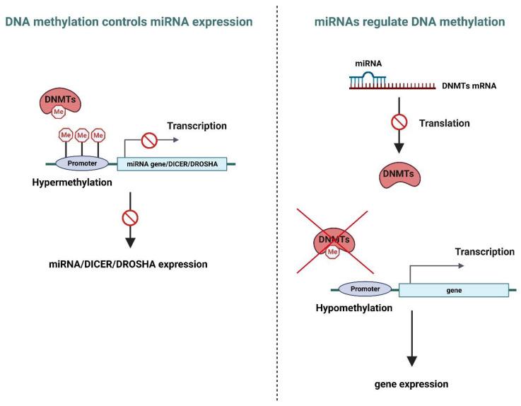 https://cdn.ncbi.nlm.nih.gov/pmc/blobs/3ad6/10217889/71ccd94faf38/genes-14-01075-g002.jpg