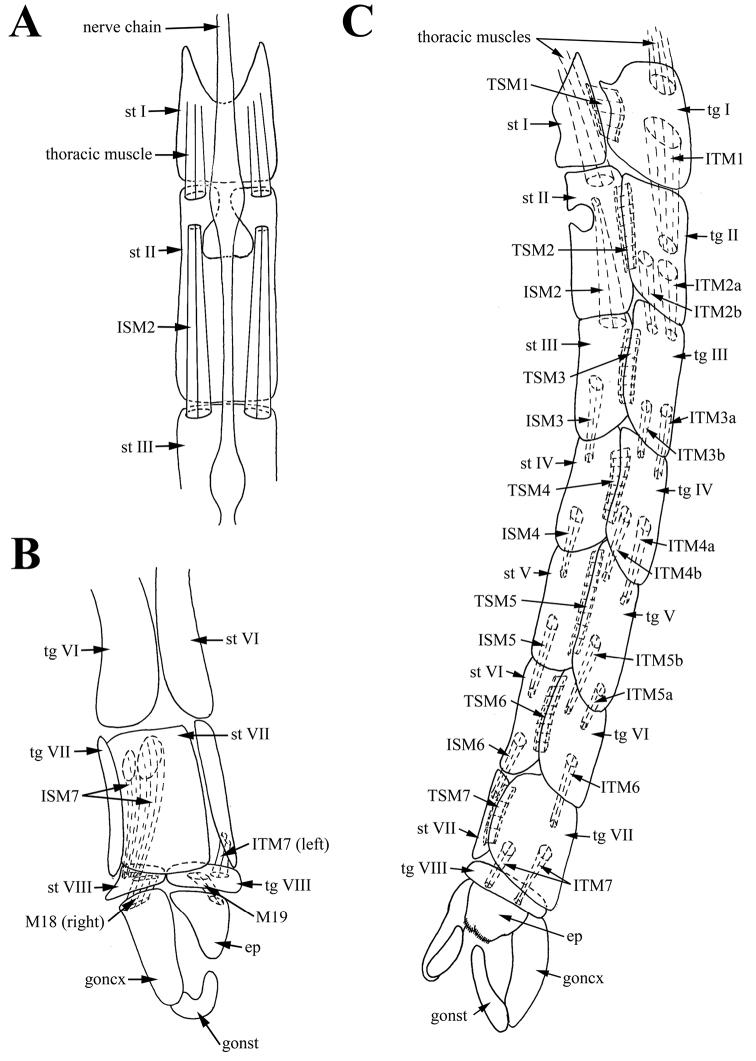 https://cdn.ncbi.nlm.nih.gov/pmc/blobs/3ad6/6306481/3f67e3972147/zookeys-809-055-g002.jpg