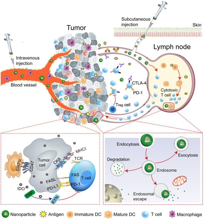 https://cdn.ncbi.nlm.nih.gov/pmc/blobs/3ad6/6857062/ab73218f5699/thnov09p7981g001.jpg