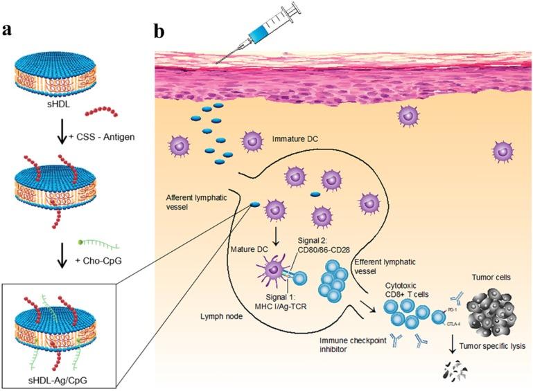https://cdn.ncbi.nlm.nih.gov/pmc/blobs/3ad6/6857062/f338d7f1c622/thnov09p7981g005.jpg