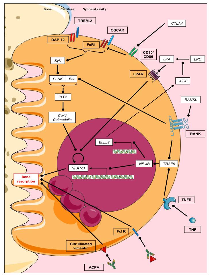 https://cdn.ncbi.nlm.nih.gov/pmc/blobs/3ad6/7823493/788706ef41de/biomolecules-11-00048-g003.jpg