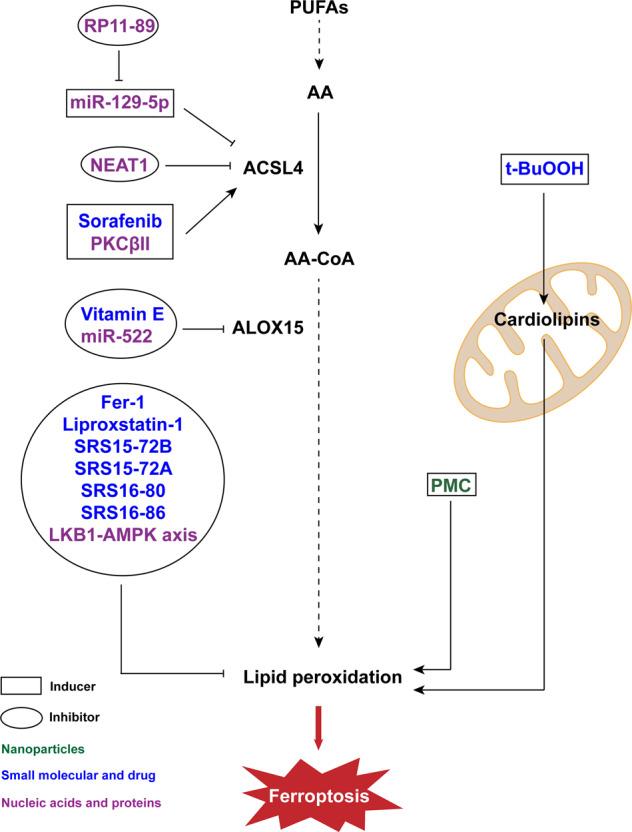 https://cdn.ncbi.nlm.nih.gov/pmc/blobs/3ad8/9800531/0297fd1af50c/41420_2022_1297_Fig2_HTML.jpg