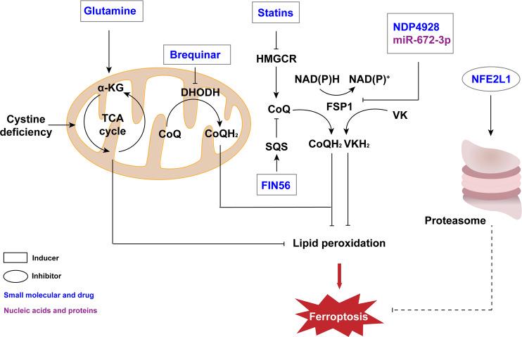 https://cdn.ncbi.nlm.nih.gov/pmc/blobs/3ad8/9800531/390e1cac8942/41420_2022_1297_Fig4_HTML.jpg