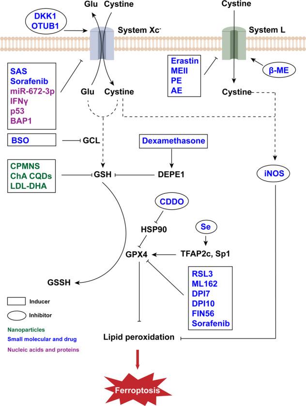 https://cdn.ncbi.nlm.nih.gov/pmc/blobs/3ad8/9800531/a3608deb3424/41420_2022_1297_Fig3_HTML.jpg