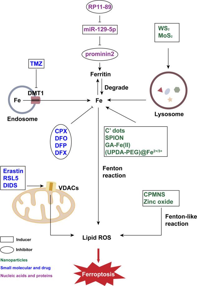 https://cdn.ncbi.nlm.nih.gov/pmc/blobs/3ad8/9800531/cbc1d39b8ddc/41420_2022_1297_Fig1_HTML.jpg