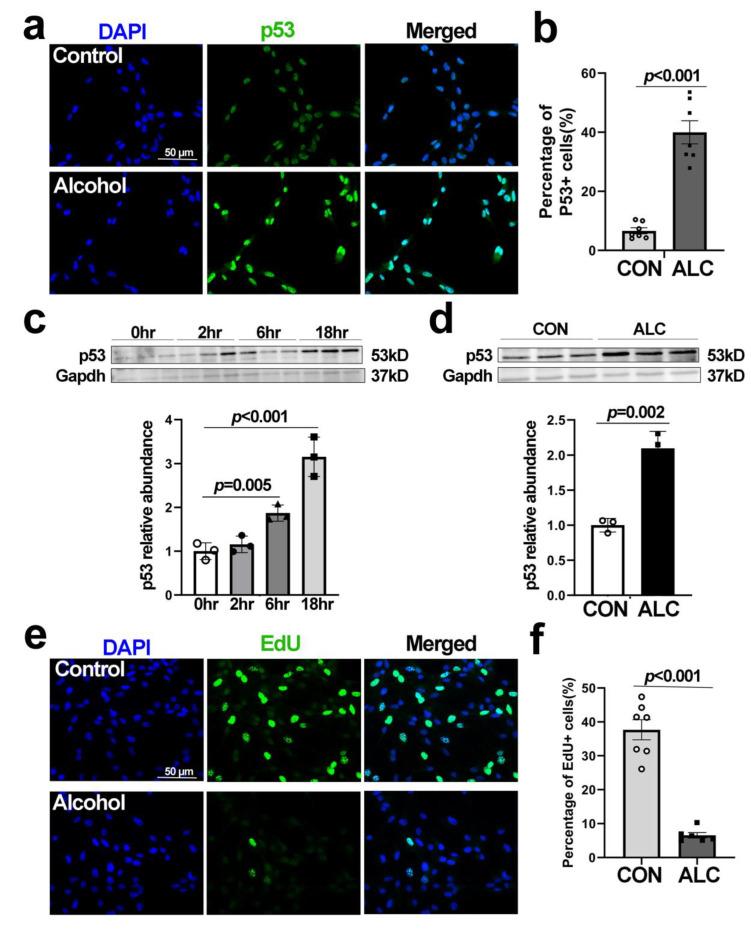 https://cdn.ncbi.nlm.nih.gov/pmc/blobs/3ada/10931382/d52442a06b10/cells-13-00440-g004.jpg