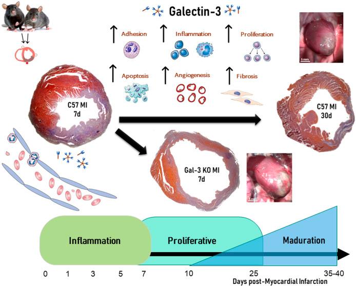 https://cdn.ncbi.nlm.nih.gov/pmc/blobs/3adc/10759241/f3145e4efc13/fphys-14-1304735-g002.jpg