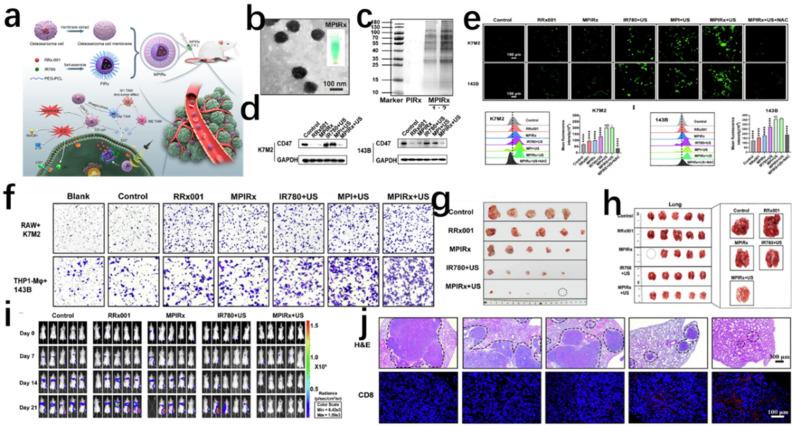 https://cdn.ncbi.nlm.nih.gov/pmc/blobs/3add/12194080/910912f84c18/jfb-16-00213-g003.jpg