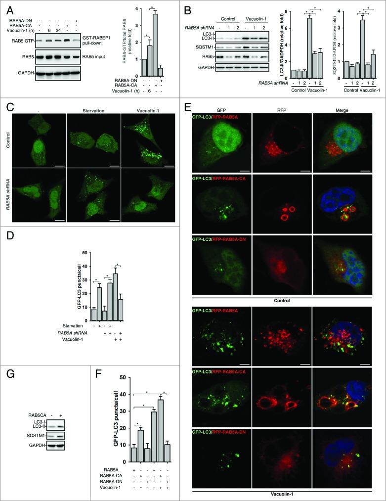 https://cdn.ncbi.nlm.nih.gov/pmc/blobs/3ade/4502727/22a399e7e4f4/kaup-10-11-973767-g004.jpg