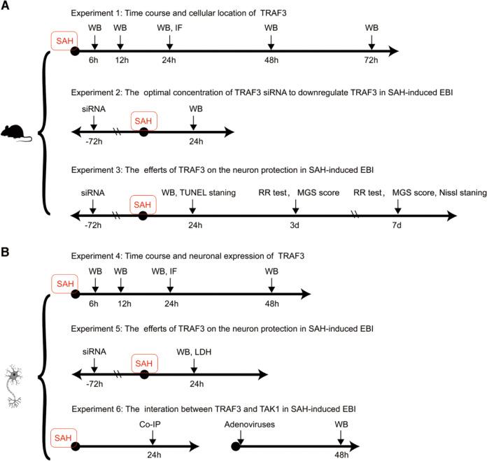 https://cdn.ncbi.nlm.nih.gov/pmc/blobs/3ae0/7790824/5fd0b8dbb318/41419_2020_3278_Fig1_HTML.jpg
