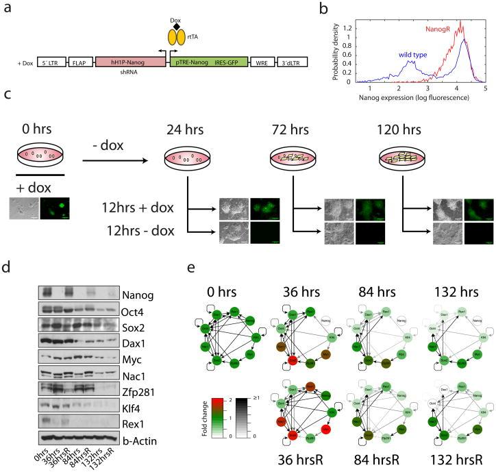 https://cdn.ncbi.nlm.nih.gov/pmc/blobs/3ae1/3507454/efa10fad37bc/nihms408596f1.jpg